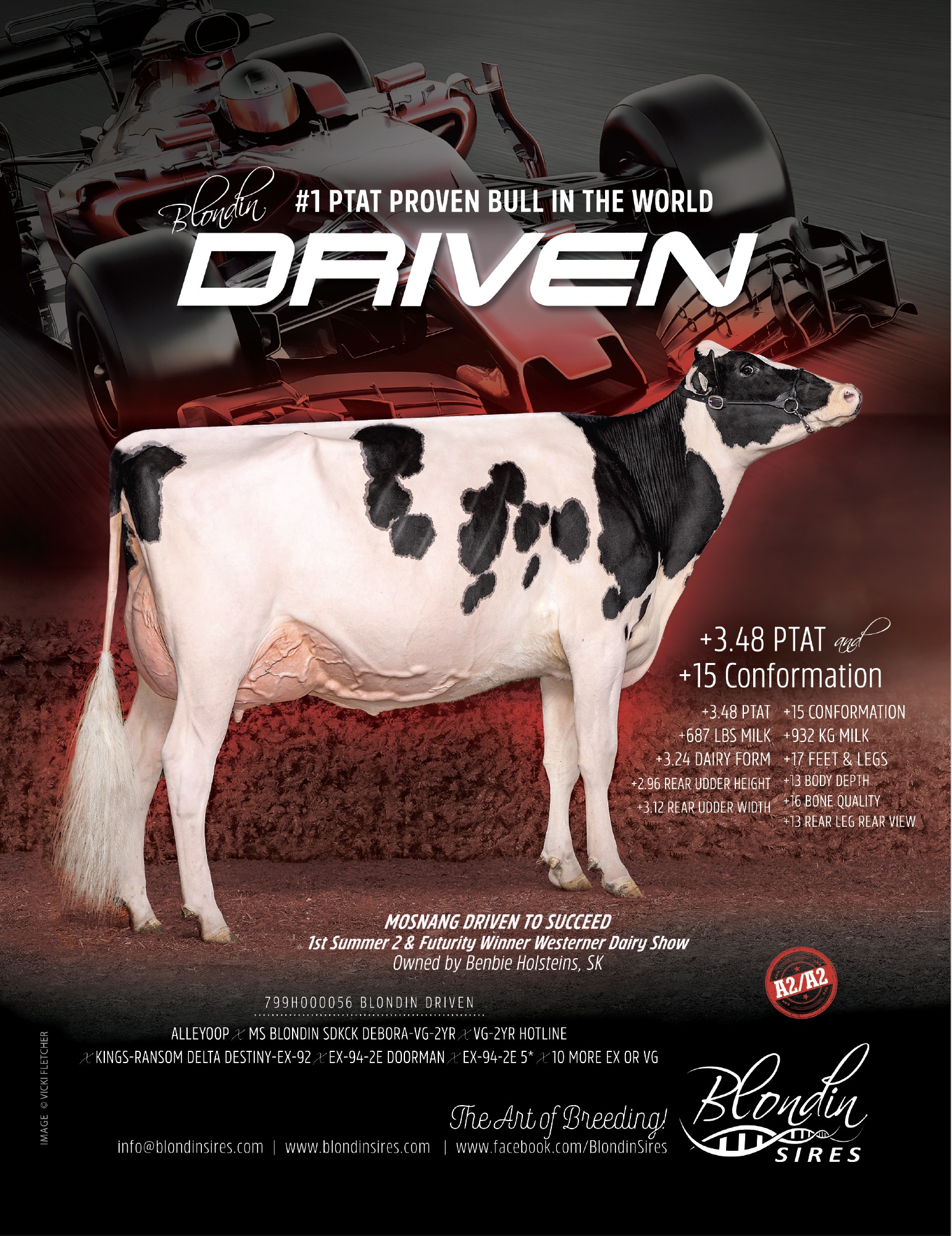 Toro Blondin Sires